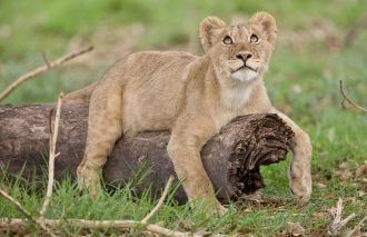 Львенок в национальном парке Кафю.