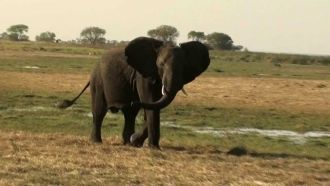 Слон в национальном парке Кафю.