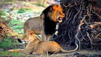 Лев и львица в национальном парке Кафю.