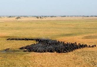 Вдоль берегов на зеленых травянистых рав