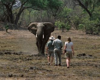 Слон в национальном парке Кафю.