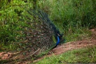 Национальный парк Уда-Валаве
