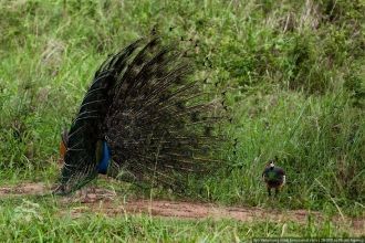 Брачные игры павлинов в парке.