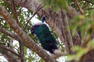 Павлины удивительно ловко прыгают по дер