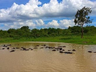 Двумя удивительными изюминками националь