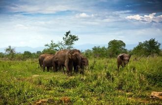 Этот парк известен по всему миру стадами