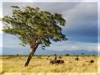 Удавалаве представляет собой сухую облас