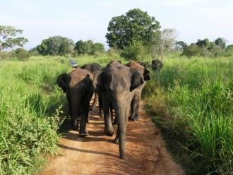 Водохранилище привлекает сюда слонов. На