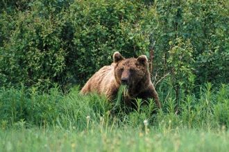 В национальном парке Пасвик проживает бо