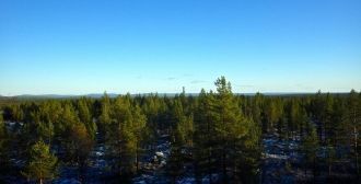 Хвойные леса национального парка Пасвик.