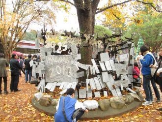 Сосна белая была завезена  китайскими ми