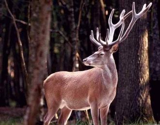 Животный мир заповедника представлен мно