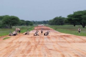 Косули в Национальном парке Ватерберг.