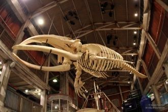 Скелет кита под потолком океанариума.