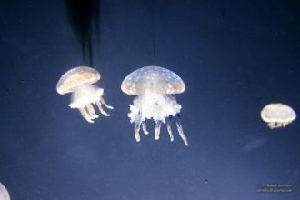 Медузы различных форм и оттенков в океан