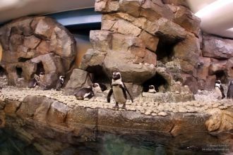 Пингвины в океанариуме сидят за стеклом.
