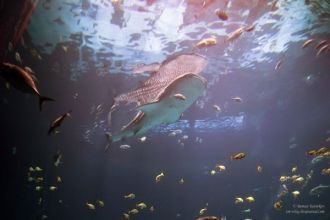 Тигровая акула в океанариуме.