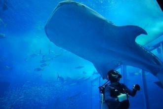 В Okinawa Churaumi Aquarium можно увидет