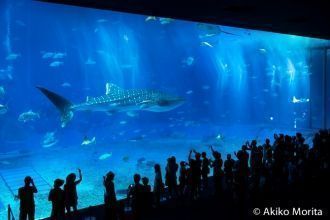 Okinawa Churaumi Aquarium - один из немн