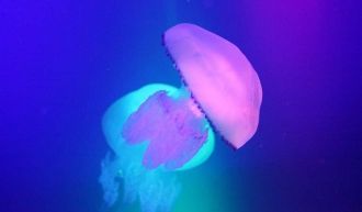 Медуза в аквариуме.