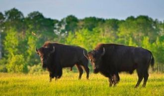 Заповедный уголок Райдинг-Маунтин стал д