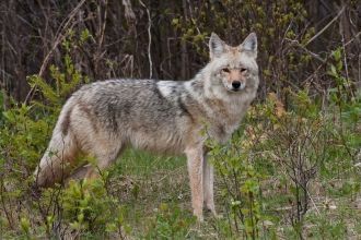 Национальный Парк Райдинг-Маунтин.