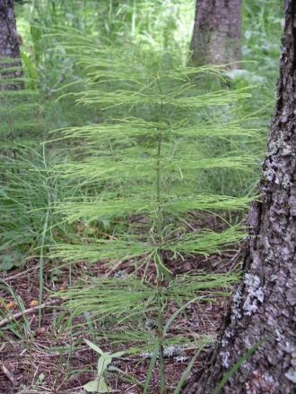 Не каждый мобильник может здесь работать