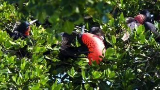 Природа заповедника Сиан-Каан очень разн