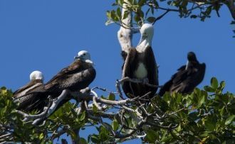 На зимовку в Сиан-Кан прилетают разнообр