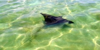 Скат в Биосферном заповеднике Sian Kaan 