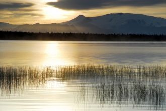Большая часть местных растений прижаты к