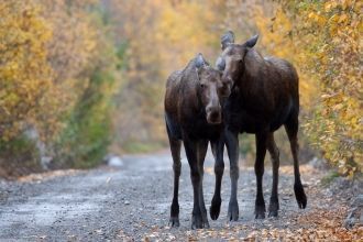 Довольно распространены лесные массивы, 