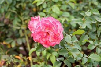 Для строительства розария была привезена