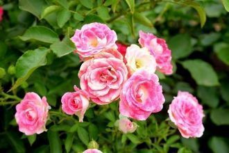 В саду почти полностью отсутствуют штамб