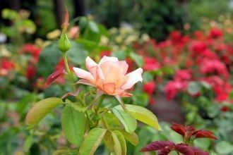 На всех этих участаках демонстрируются к