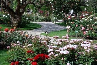 Cад выполнен в форме цветка розы с девят