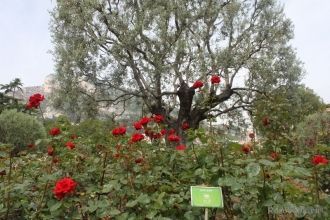 Розы для сада не покупались. Просто были