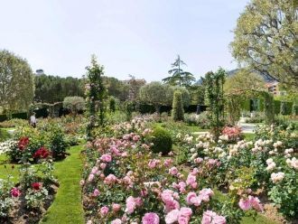 В розарии на площади 3300 кв. м высажено