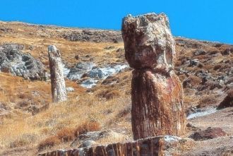 Сохранились до наших дней также окаменев