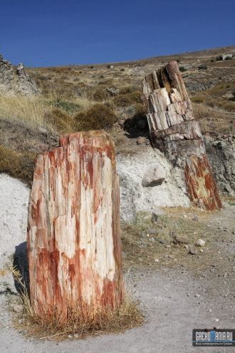 Встречаются здесь и такие растения как б