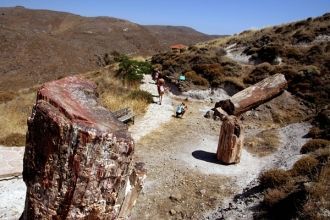 Окаменелый лес Лесбоса