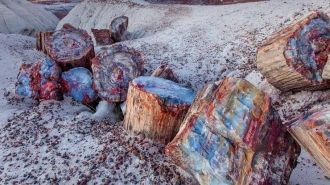 Сегодня Окаменелый лес Лесбоса – это впе