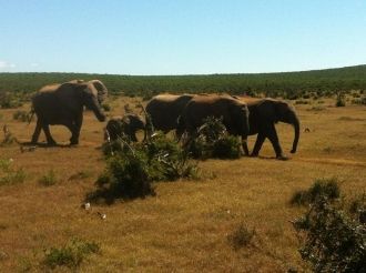 Из-за огромной численности популяции сот