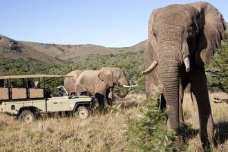 Национальный парк Эддо-Элефант. Дружелюб