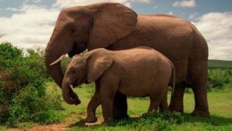 Национальный парк Эддо-Элефант. Слониха 