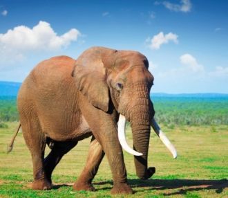 Национальный Парк Аддо был организован н