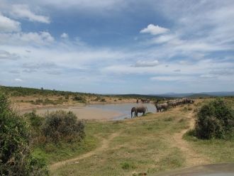Национальный парк Эддо-Элефант. Животные