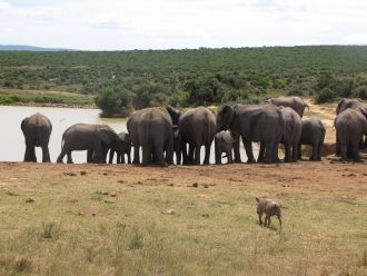 Национальный парк Эддо-Элефант. Животные
