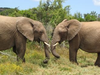 Национальный парк Эддо-Элефант. Тесное о