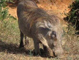 Национальный парк Эддо-Элефант. Бородаво